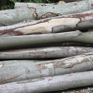 Cutted trunks in a forest