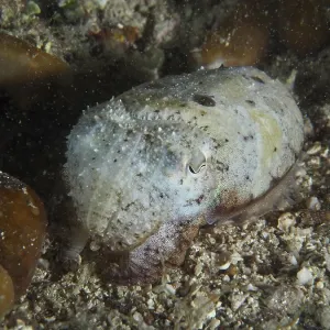 Common Cuttlefish Juvenile Print, House Reef, Pula, Croatia