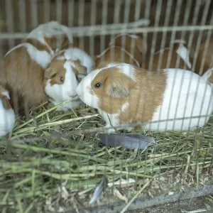 Cuys, giant guinea pigs (Cavia porcellus) Cuys, giant guinea pigs (Cavia porcellus)