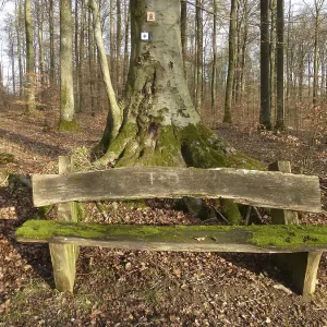 D. BW. near Maulbronn, wooden bench in the winter forest