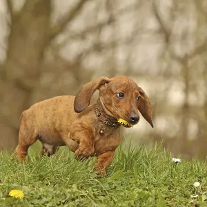 Dachshund, dachshund, young animal, 12 weeks old