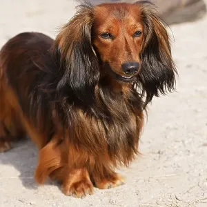 Dachshund, longhaired dwarf dachshund Dachshund, longhaired dwarf dachshund