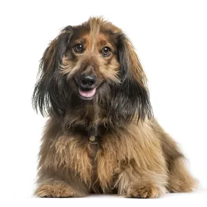 Dachshund, Sausage dog lying in front of white background