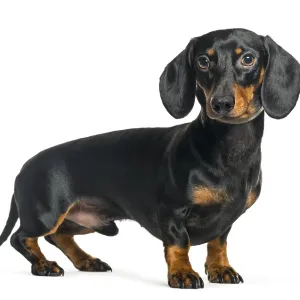 Dachshund, Sausage dog in front of white background