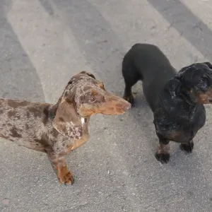 Two dachshunds on a walk, selective focus Two dachshunds on a walk, selective focus