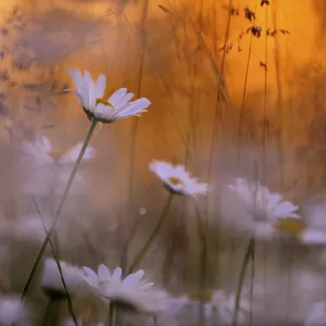 Daisies (Leucanthemum) on a flower meadow