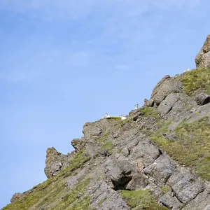 Dall sheep or Alaskan snow sheep (Ovis dalli) sitting on a mountain top
