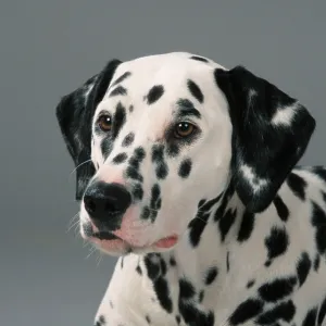 Dalmatian