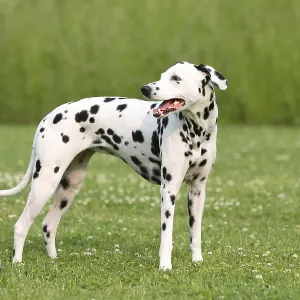 Dalmatian Dalmatian