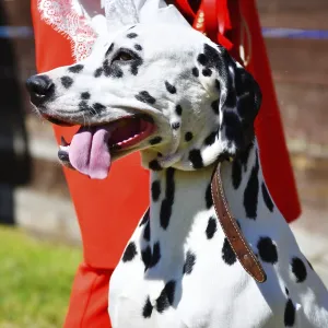 Dalmatian, or Dalmatian dog on a walk on a summer day