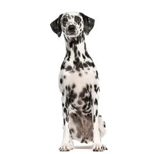 Dalmatian dog sitting and looking at camera on white background Dalmatian dog sitting and looking at camera on white background