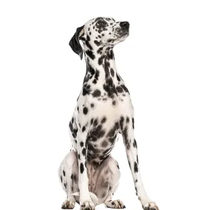 Dalmatian dog sitting and looking up isolated on white background Dalmatian dog sitting and looking up isolated on white background