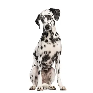 Dalmatian dog sitting and looking slightly to the side Dalmatian dog sitting and looking slightly to the side