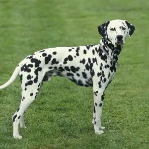 Dalmatian Dog standing on Grass Dalmatian Dog standing on Grass