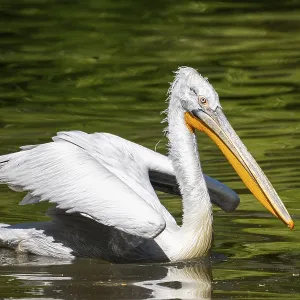 Dalmatian pelican (Pelecanus crispus) swimming on a lake