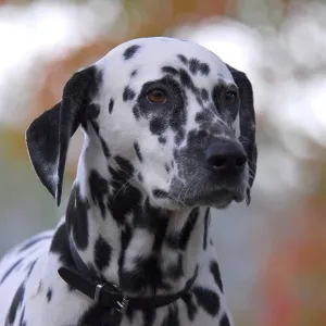 Dalmatian, portrait, FCI Standard No