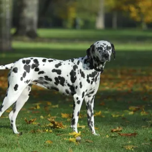 Dalmatian standing in a meadow with autumnal leaves