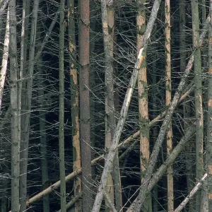 Damaged spruce forest Damaged spruce forest