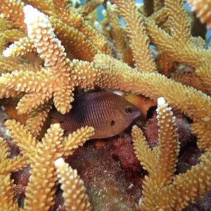 A damselfish seeks shelter in a staghorn coral (Acropora cervicornis)