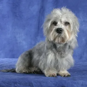 Dandie-Dinmont-Terrier Dandie-Dinmont-Terrier