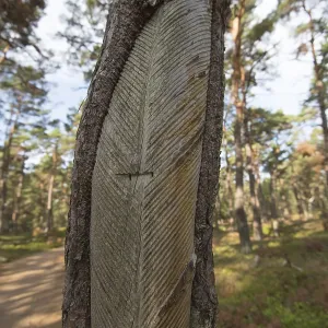 DarB primeval forest, pine (Pinus) with traces of historical resin extraction DarB primeval forest, pine (Pinus) with traces of historical resin extraction