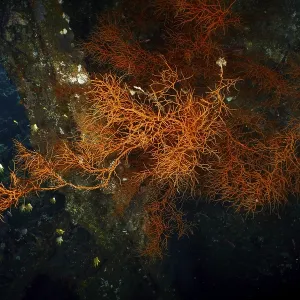 Dark background with orange coloured Black coral (Antipathes dichotoma) Dark background with orange coloured Black coral (Antipathes dichotoma)