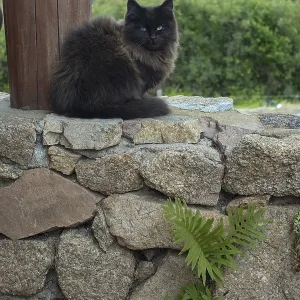 Dark brown cat sits on stone wall with sea view over the macchia in Sardinia Dark brown cat sits on stone wall with sea view over the macchia in Sardinia