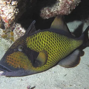 Dark fish with a yellow pattern
