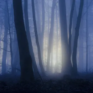 Dark forest with blue fog and rays of light through the trees Dark forest with blue fog and rays of light through the trees