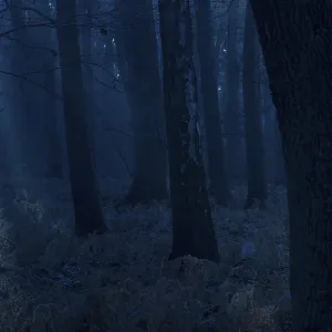 Dark forest at night with blue light and mystical atmosphere