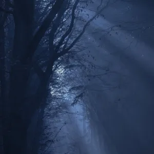 Dark Forest in Lüneburg, Germany Print