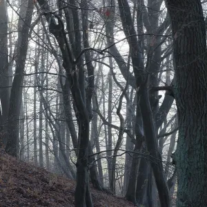 Dark Misty Forest Print, Ilmenau Germany