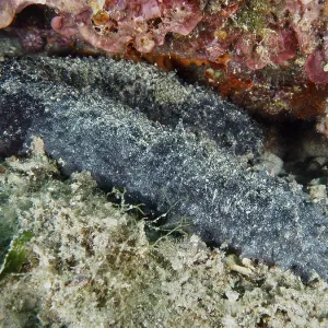 Dark Sea Cucumber Print, Mediterranean Sea Dark Sea Cucumber Print, Mediterranean Sea