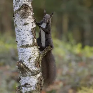 Dark squirrel (Sciurus) on a birch tree Dark squirrel (Sciurus) on a birch tree