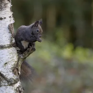 Dark squirrel (Sciurus) feeding on a birch tree Dark squirrel (Sciurus) feeding on a birch tree