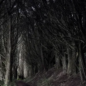 Dark tunnel path surrounded by trees on the Otago Peninsula