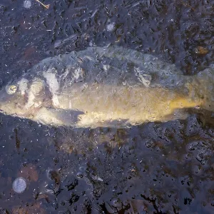 Dead carp (Cyprinus carpio) embedded in ice Dead carp (Cyprinus carpio) embedded in ice