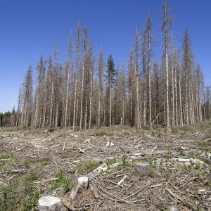Dead, dead spruces (Picea), stumps of felled trees Dead, dead spruces (Picea), stumps of felled trees