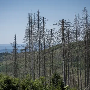 Dead, dead spruces (Picea), tree death