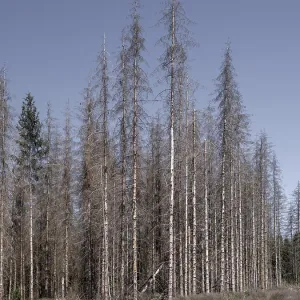 Dead, dead spruces (Picea), tree death