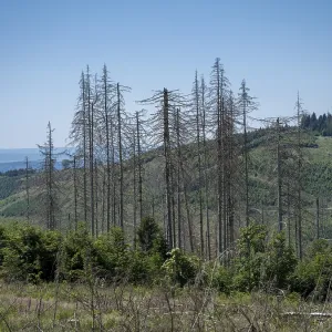 Dead, dead spruces (Picea), tree death Dead, dead spruces (Picea), tree death