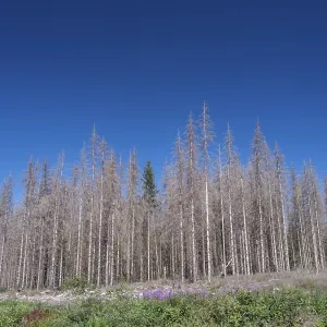 Dead, dead spruces (Picea), tree death Dead, dead spruces (Picea), tree death