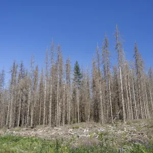 Dead, dead spruces (Picea), tree death Dead, dead spruces (Picea), tree death