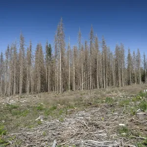 Dead, dead spruces (Picea), tree death Dead, dead spruces (Picea), tree death