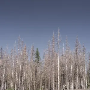 Dead, dead spruces (Picea), tree death Dead, dead spruces (Picea), tree death