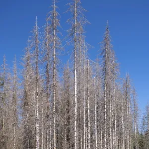 Dead, dead spruces (Picea), tree death Dead, dead spruces (Picea), tree death