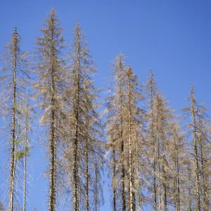 Dead, dead spruces (Picea), tree death near Goslar Dead, dead spruces (Picea), tree death near Goslar