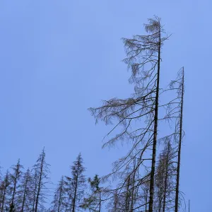 Dead, dead spruces (Picea), tree death near Goslar Dead, dead spruces (Picea), tree death near Goslar