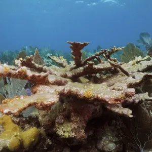 Dead elkhorn coral (Acropora palmata)