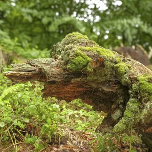Dead, fallen and moss-covered tree trunk in the Sababurg primeval forest Dead, fallen and moss-covered tree trunk in the Sababurg primeval forest
